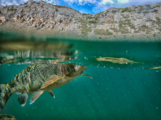 June Lake summer fishing four seasons cabins