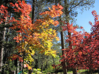 June lake four seasons fall colors