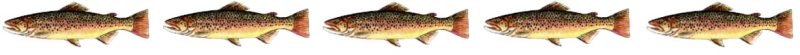 brown trout lineup