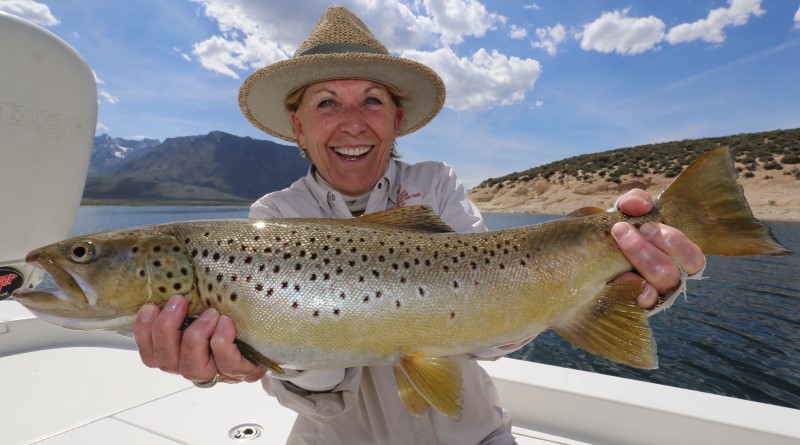 german brown trout crowley lake May 2016