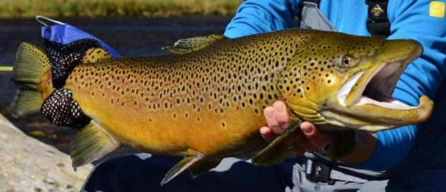 monster brown trout