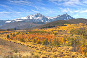 Fall foliage near June Lake.