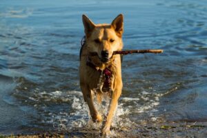 A dog playing in the water, one of the things to do when staying at pet-friendly cabins in June Lake.